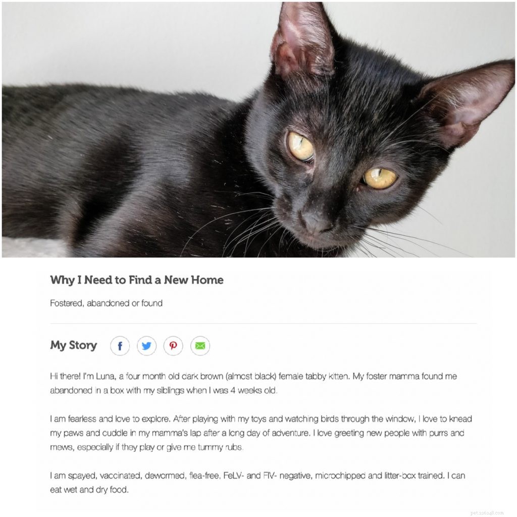 Looking to Find a Permanent Home for a Stray Dog or Cat? Post on Rehome!