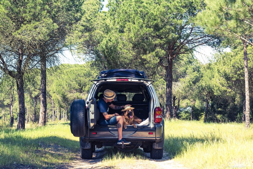 Essential Guide to Pet Travel: Safe Car Rides for Cats & Dogs