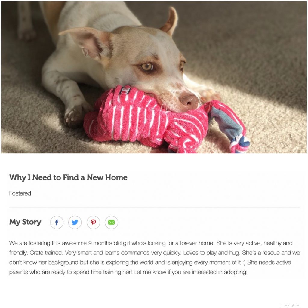 Looking to Find a Permanent Home for a Stray Dog or Cat? Post on Rehome!