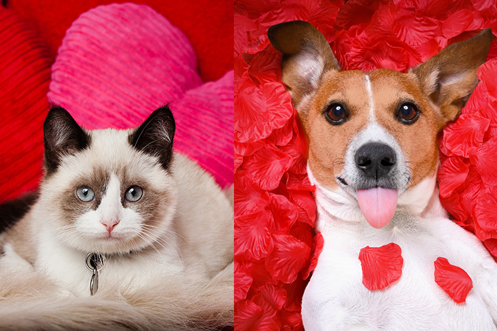 Why Your Pet Makes the Perfect Valentine’s Day Companion