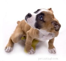 Effective Housetraining Your New Dog or Puppy: A Gentle, Step‑by‑Step Guide