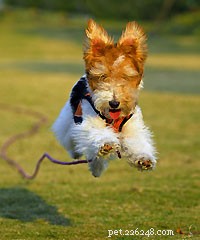 Master Your Dog’s Recall: How to Teach Them to Come Promptly and Safely