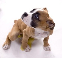 Master Dog Housebreaking: 7 Proven Strategies to End Accidents