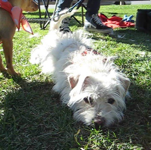 Raising a Friendly Puppy: Proven Socialization Techniques