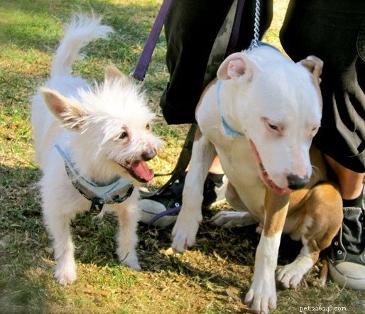 Seamless Integration: How to Introduce Your New Dog to Existing Household Dogs