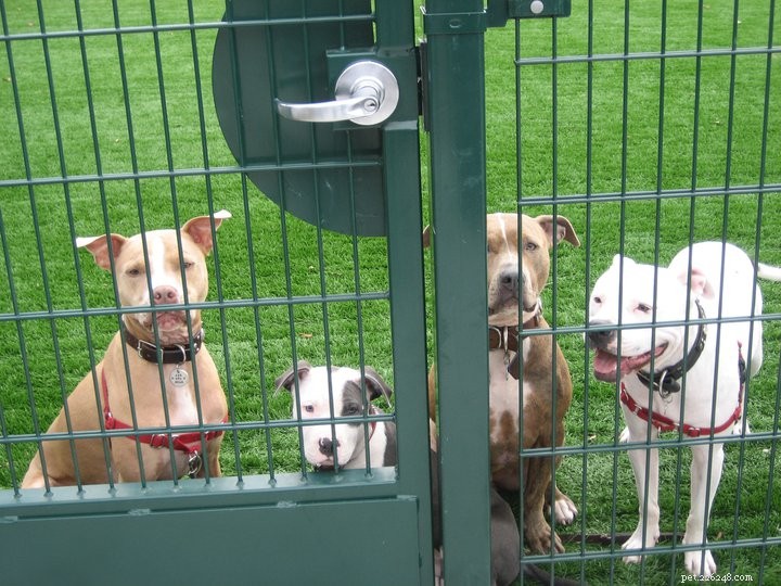 How to Keep Your Dog Calm and Your Yard Peaceful: Expert Tips for Fence Management