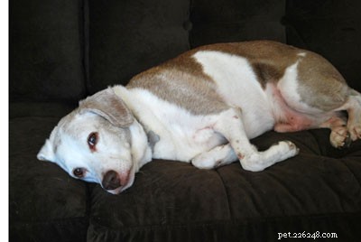 Teach Your Dog  On  and  Off  Commands for Sofa Sharing