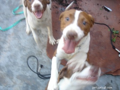 Focus on Desired Pet Behaviors, Not Just the Undesirable Ones