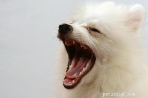 Stop Your Dog From Barking at Home – Proven Training Techniques