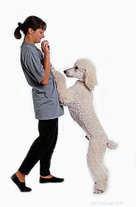 Stop Your Dog from Jumping on People: Proven Training Techniques