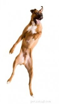 Help! My New Dog Is Too Problematic – Quick Fixes & Expert Tips