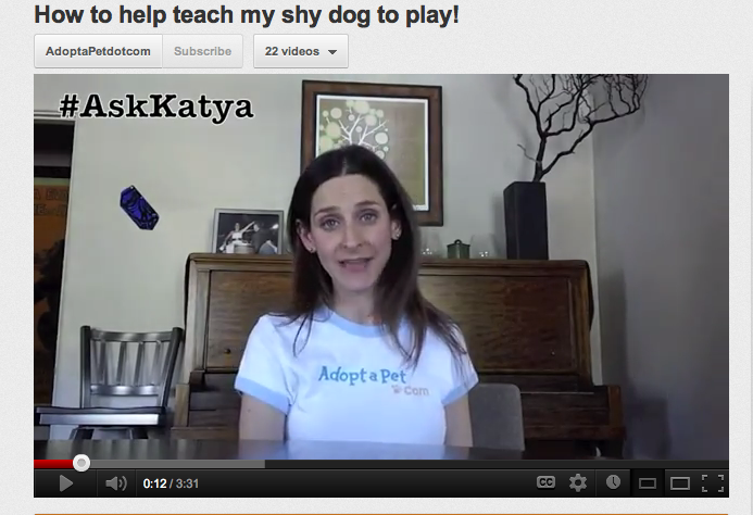 Teaching Your Dog to Play: Simple Steps for Shy & Unsocialized Pets