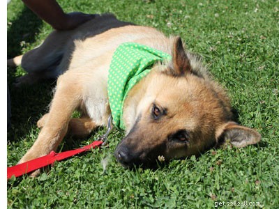 Help, my new dog escaped from her crate!