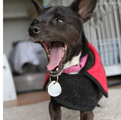 How to Comfort a Shy Dog: The Power of Gentle Ignoring