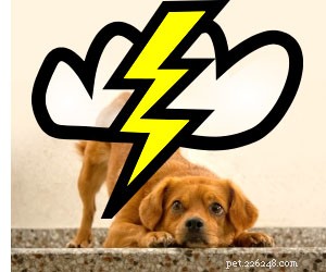 10 Proven Ways to Calm Your Pet During Thunderstorms