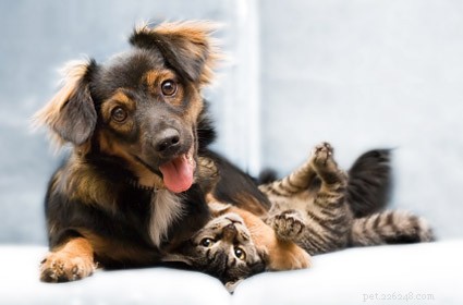 How to Prevent Your Dog from Chasing a New Cat – A Simple Guide