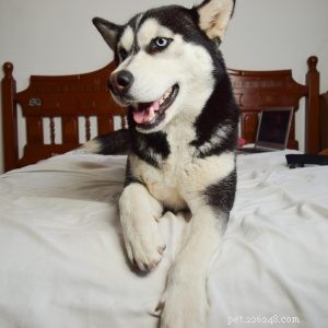 End Your Dog’s Indoor Marking Habit – Quick, Proven Strategies