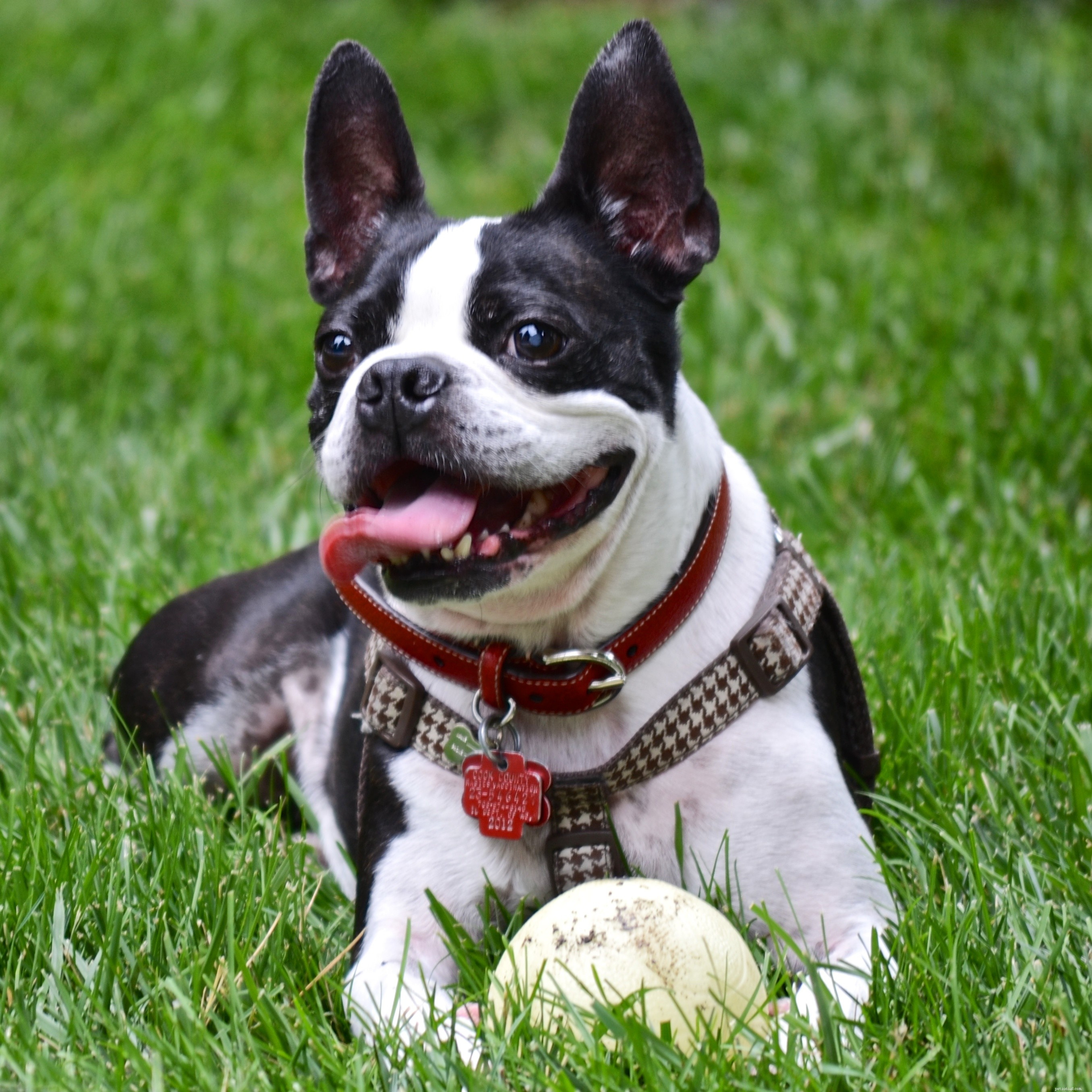 Decode Your Dog’s Voice: Mastering Canine Communication