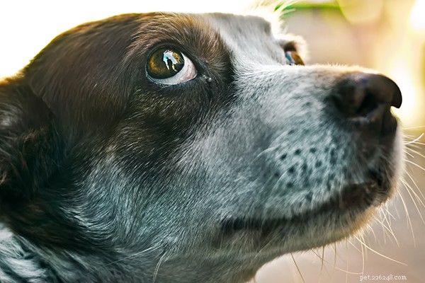 Decode Your Dog’s Voice: Mastering Canine Communication
