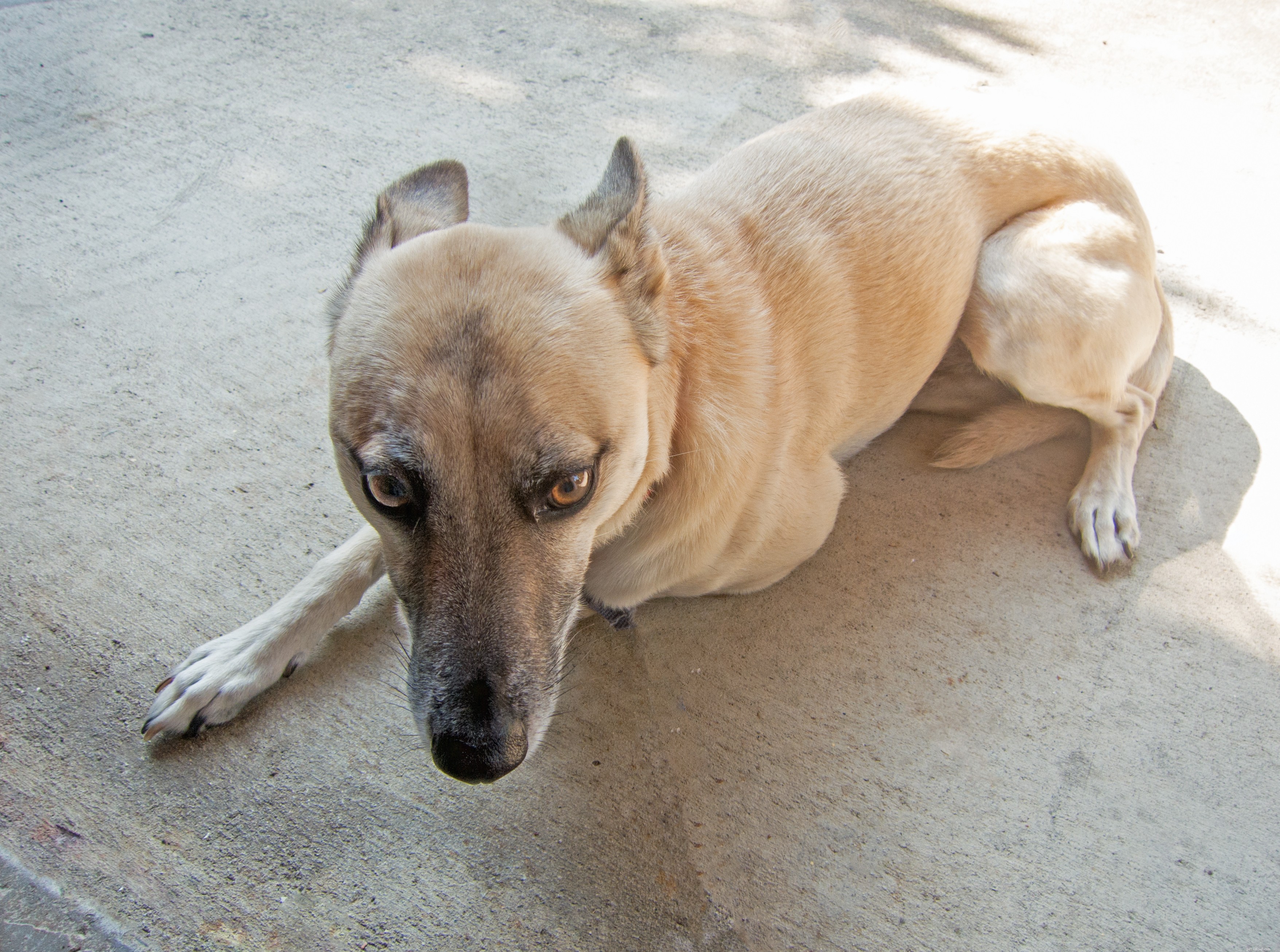 Decode Your Dog’s Voice: Mastering Canine Communication