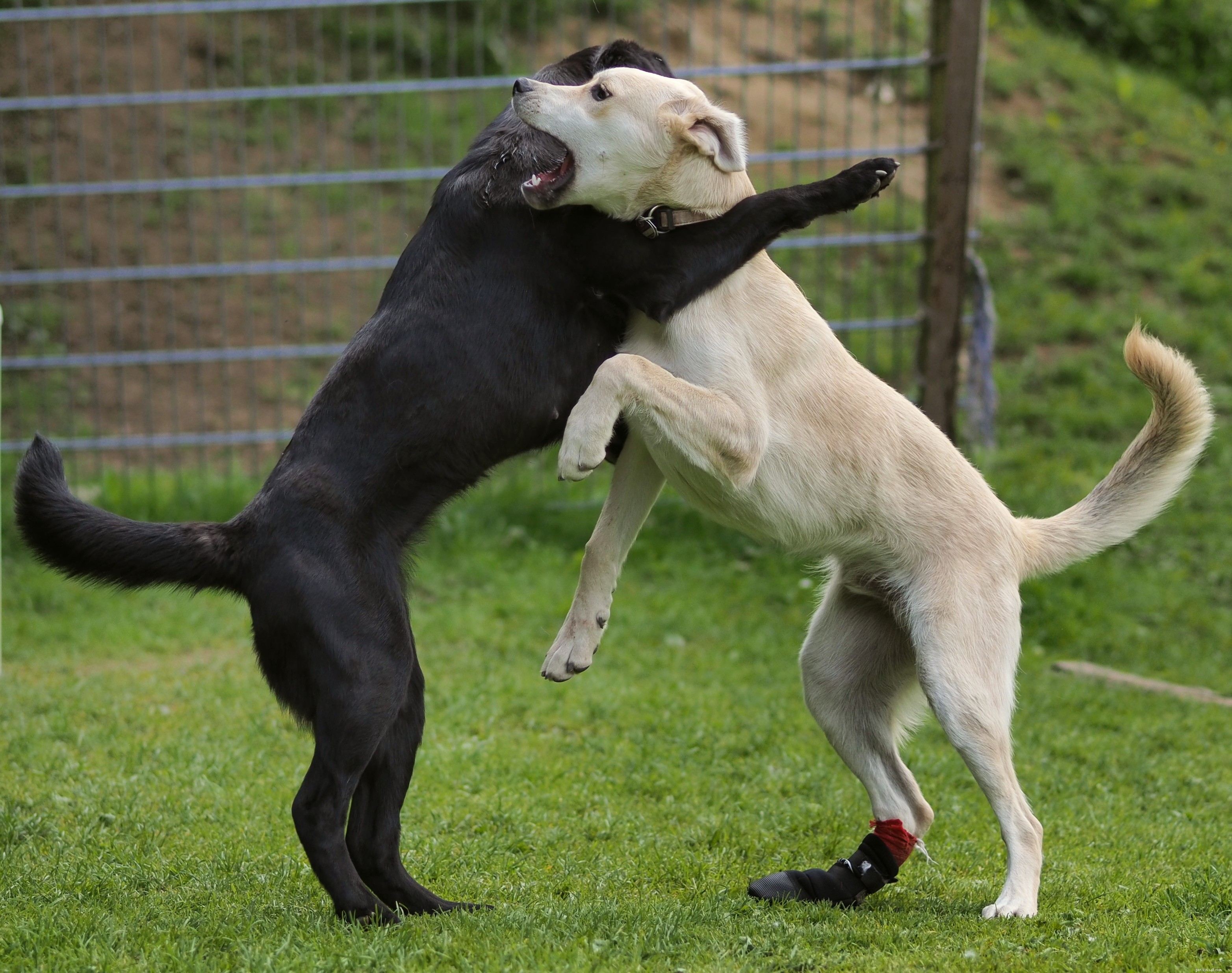 Decode Your Dog’s Voice: Mastering Canine Communication
