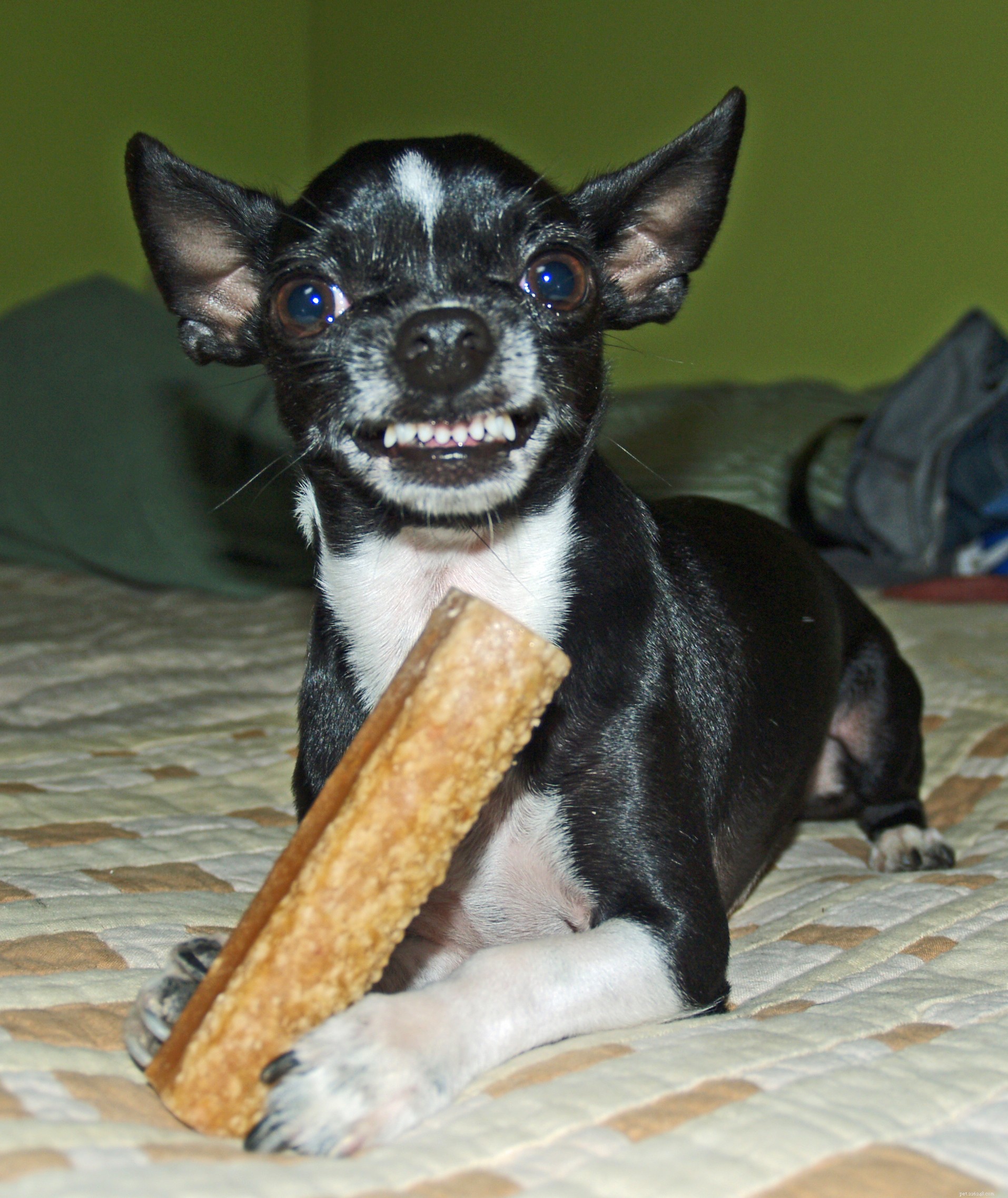 Decode Your Dog’s Voice: Mastering Canine Communication