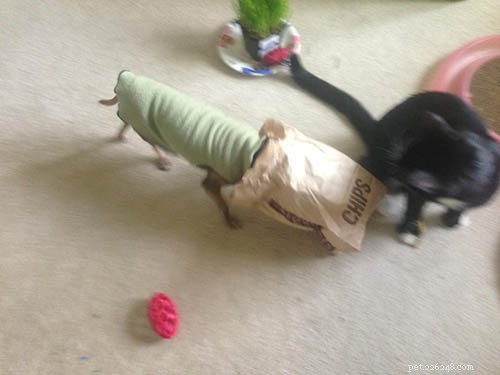 Master the  Leave It  Command: Keep Your Dog Safe and Trained