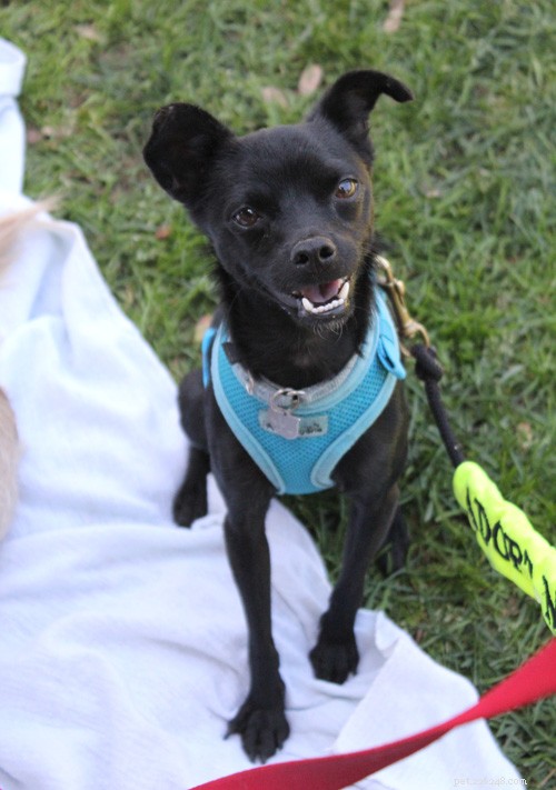 Turning Shy Dogs into Confident Companions: Proven Training Techniques