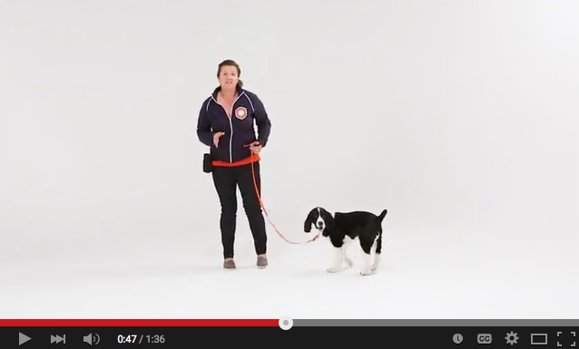 Train Your Dog to Respond Promptly to Recall Commands—Become the Enviable Leader at the Dog Park