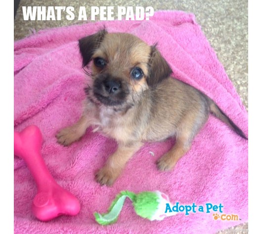 Optimal Placement of Puppy Pee Pads for Quick, Hassle-Free Housebreaking