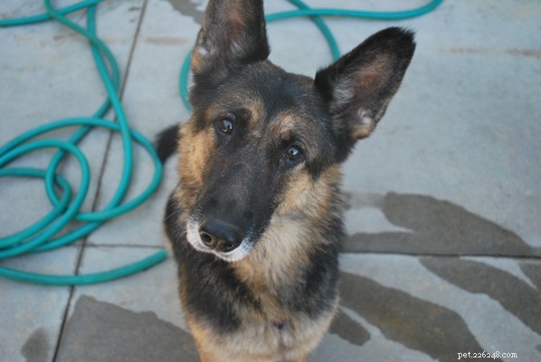 Why Keeping Dogs Outside Is Harmful: The Importance of Indoor Time