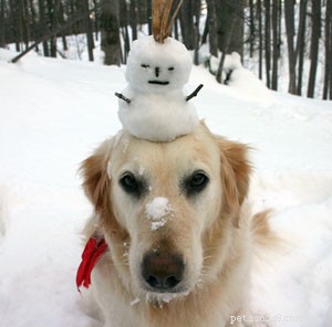 Essential Winter Care Tips to Keep Your Dog Safe & Healthy