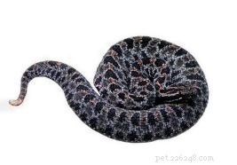 7 Proven Rattlesnake Prevention Tips to Protect Your Dog