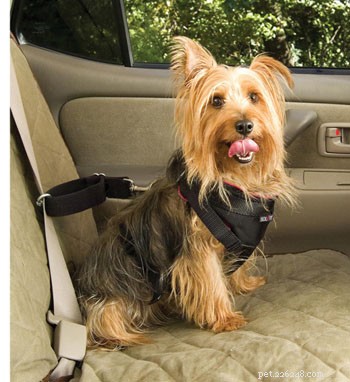 How to Stop Motion Sickness in Puppies & Dogs: Easy Car Travel Tips