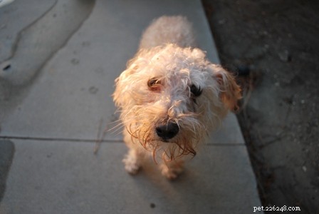 Why Are There Eye Stains on My Dog? Causes, Prevention, and Care