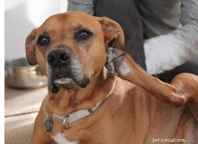 Effective Solutions to Relieve Your Pet s Itchy Skin