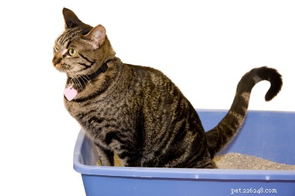Prevent Your Dog from Using the Cat Litter Box – Easy, Effective Strategies