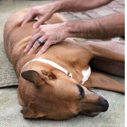 Expert Guide: How to Give Your Dog a Gentle Massage