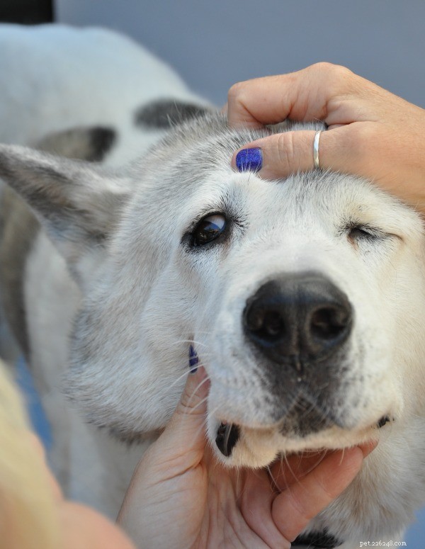 Discover Your Pet’s Needs from Head to Tail: Expert Care Insights