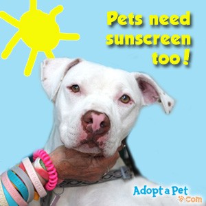 Protect Your Pet from Sunburn: What Every Owner Should Know