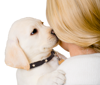 Should I Wait for My Pet’s First Heat Before Spaying?