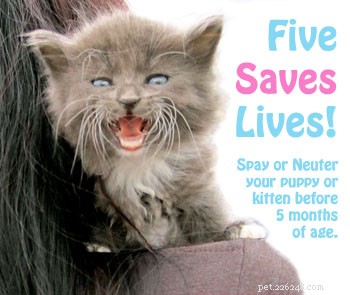 When is the Ideal Time to Spay or Neuter Your Puppy or Kitten?