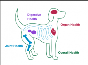 Expert Guide to Caring for Senior Dogs: Health, Nutrition, and Wellness
