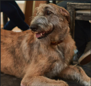 Expert Guide to Caring for Senior Dogs: Health, Nutrition, and Wellness