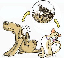 Seven Proven Steps to Safely Eliminate Fleas from Your Pets and Home