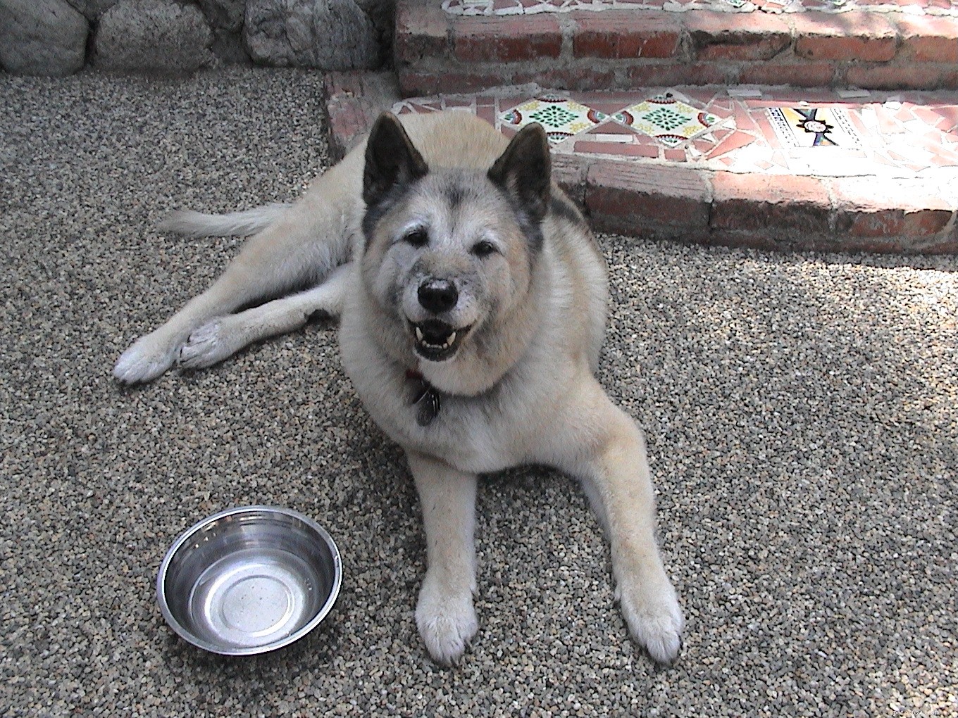 Protect Your Pets from Heat Stroke: Essential Safety Tips