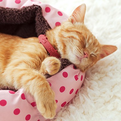 Pet Insurance 101: Coverage Explained & Why Every Pet Deserves Protection