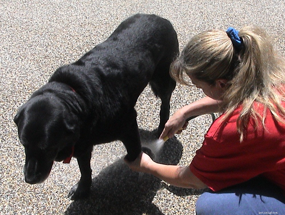 Protect Your Pets from Heat Stroke: Essential Safety Tips