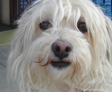 Urgent: Stray White Terrier Mix Spotted Near You—How to Help