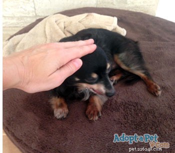 Are Dogs Comfortable with Head Pats? Video Evidence Explained